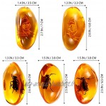 Garneck 5 Pièces Fossiles D'ambre Charmant Échantillons de Mode Uniques Pierres Spécimens de Cristal Décorations pour La Maison pour Bureau de Laboratoire