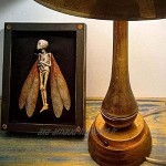 Cadres d'images ombres de fées maudiées affichage de la boîte mimifiée effrayante à la main affichage parfait pour votre bureau ou tablette de réservation décor de mur suspendu sombre vintage